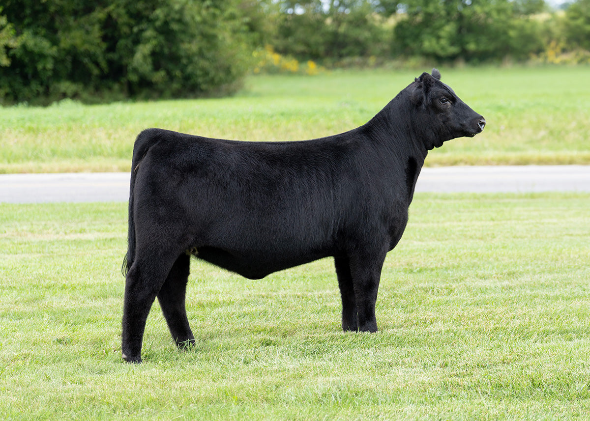 Lot 11 - Keno x BlackList x Sooner (Bella)