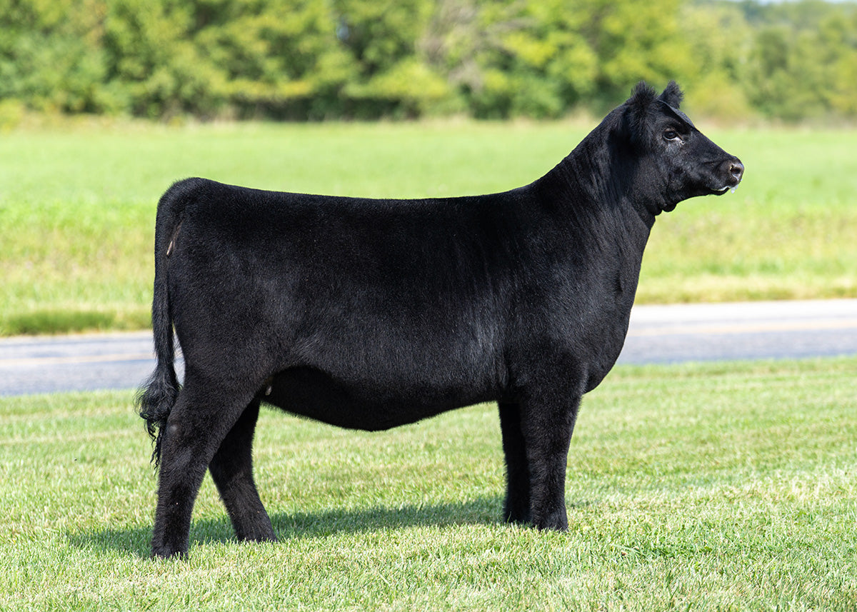 Lot 4 - Revelation x Blue Chip x R2C Queen Ruth (Nelly)