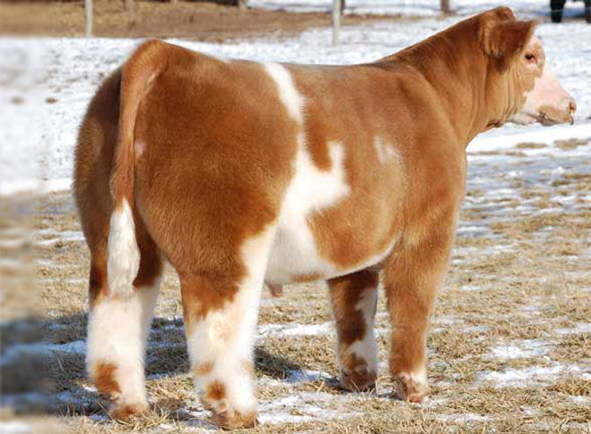 Lot 1 - HGTA x Maternal Made x Broker x Hairietta (Zelda)