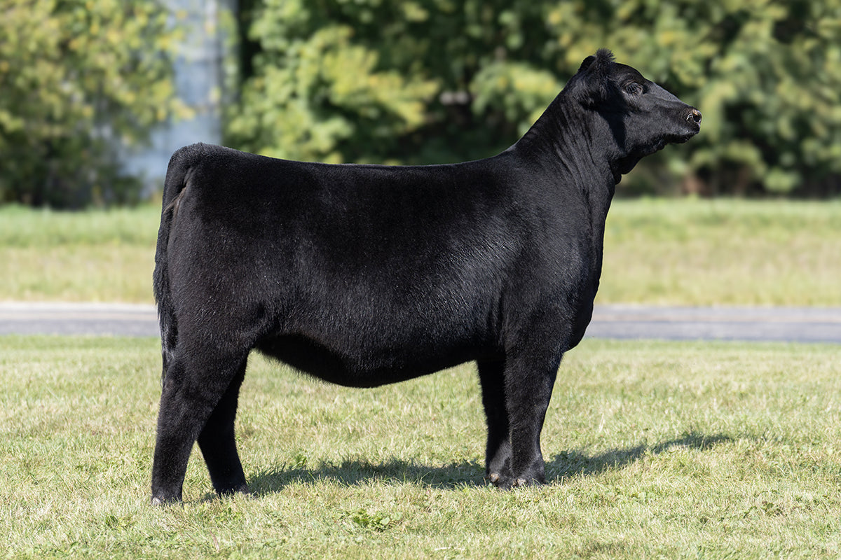 Lot 26 - A1 x (Nelly) Blue Chip x R2C Queen Ruth