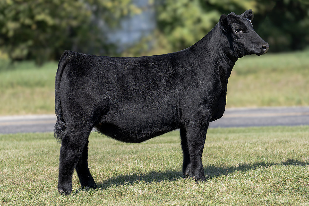 Lot 27 - May We All x (Lola) Limitless x Hara's Princess 34E
