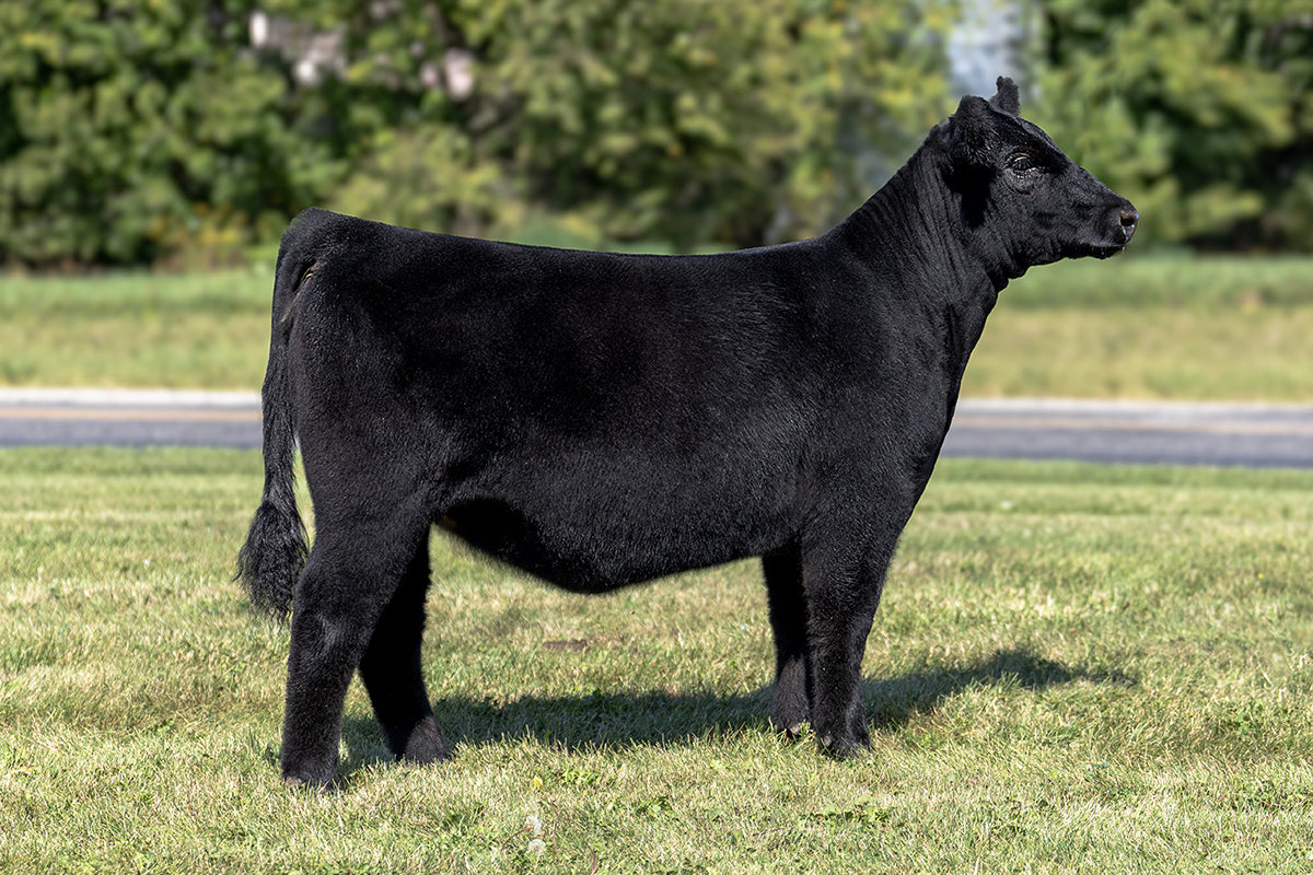 Lot 28 - Mafia Max x (Zelda) Maternal Made x Hara's Princess 34E