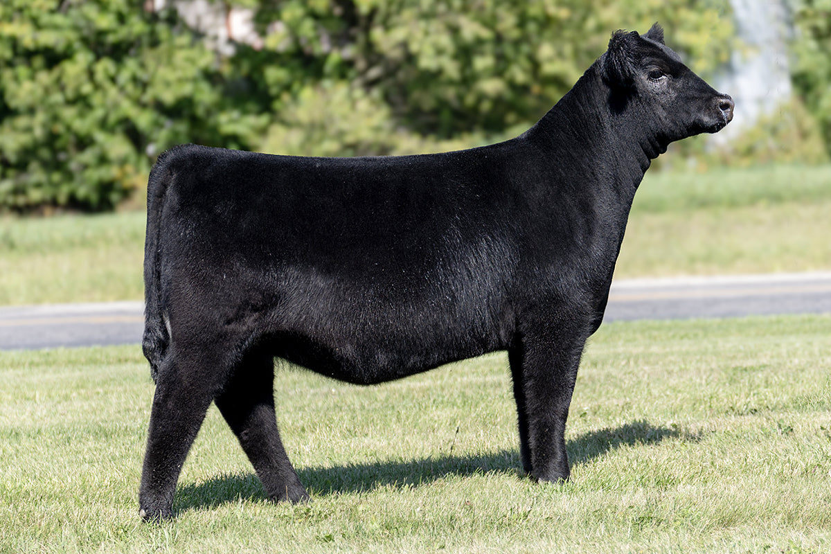Lot 31 - Dignity x (Betty) Power Chip x Hara Sandy