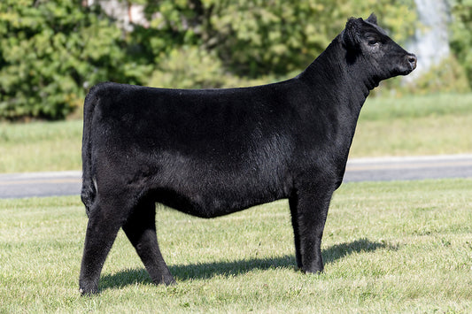 Lot 31 - Dignity x (Betty) Power Chip x Hara Sandy