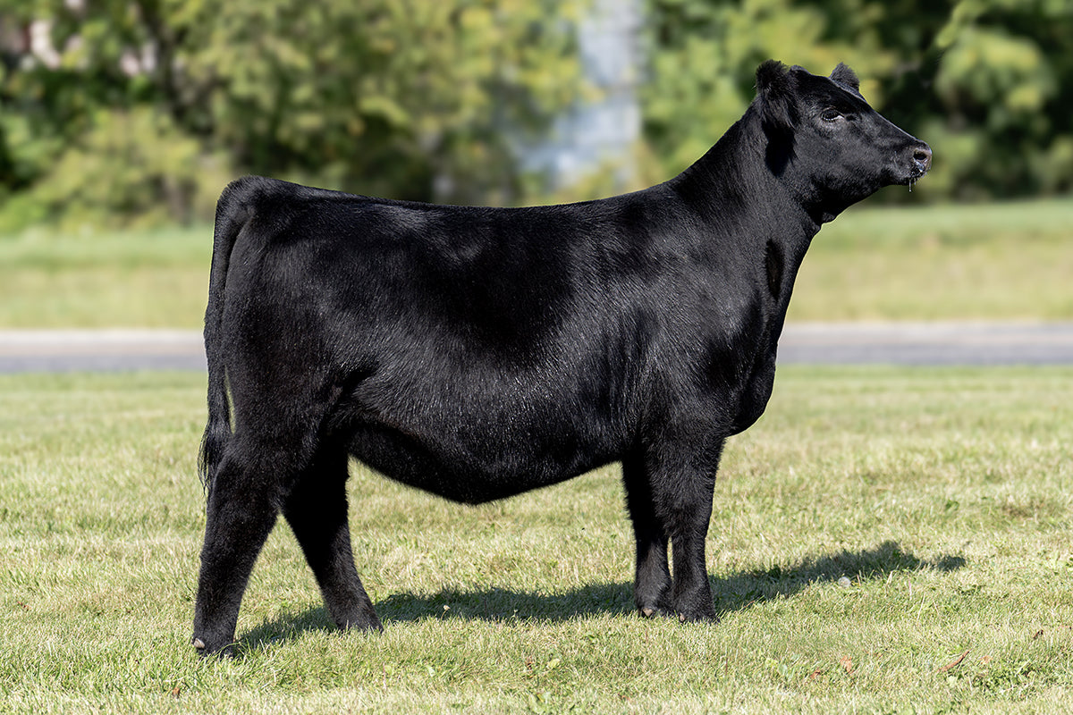 Lot 36 - Revelation x (Hazel) Style x Who's Playing
