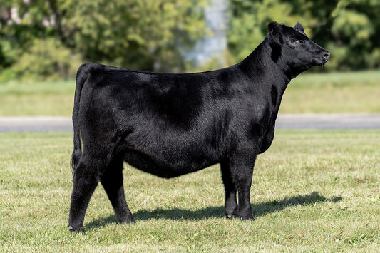 Lot 36 - Revelation x (Hazel) Style x Who's Playing