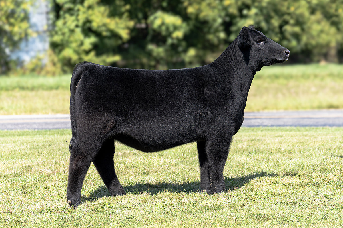 Lot 44 - Memphis Mafia x (Zinnia) Broker x Hairietta