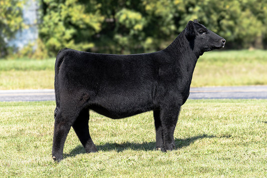 Lot 44 - Memphis Mafia x (Zinnia) Broker x Hairietta