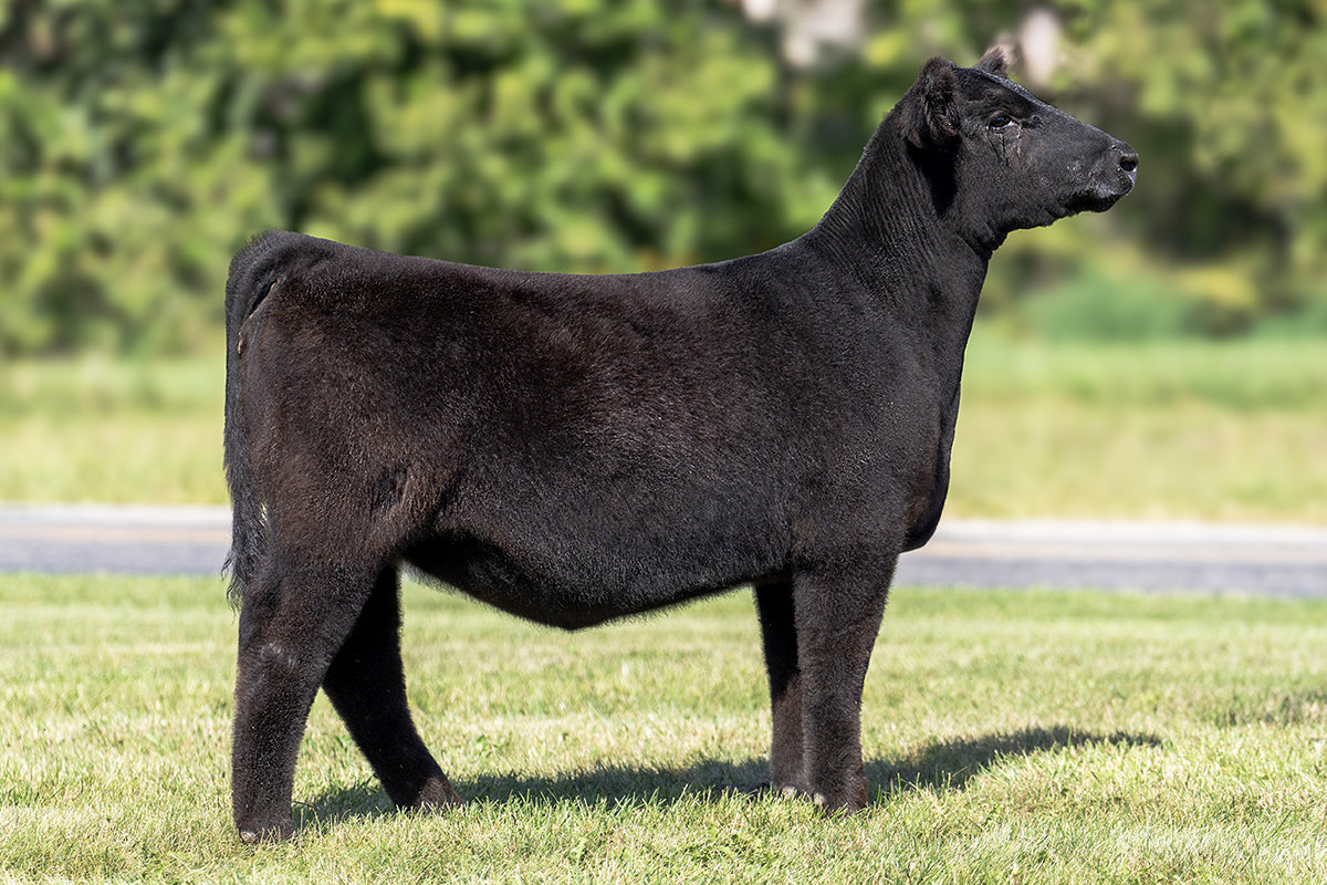 Lot 45 - May We All x (Sammy) SAM x Hara's Princess 34E