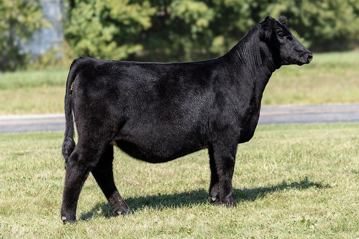 Lot 53 - Gronc x (Zinnia) Broker x Hairietta