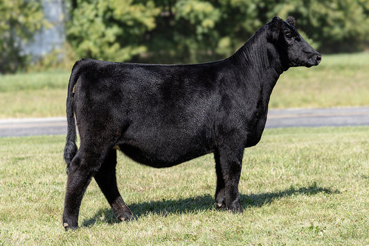 Lot 53 - Gronc x (Zinnia) Broker x Hairietta