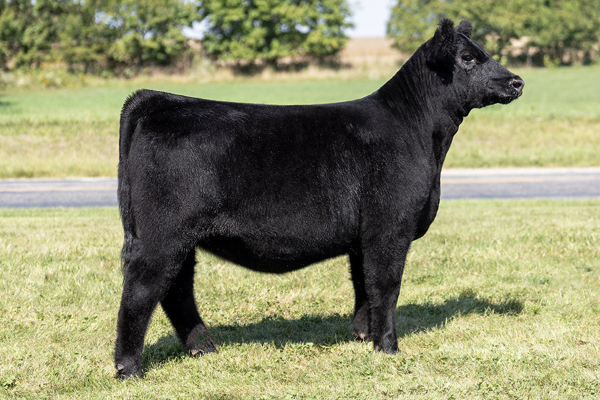 Lot 57 - Limitless x (Zinnia) Broker x Hairietta