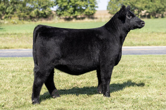 Lot 57 - Limitless x (Zinnia) Broker x Hairietta