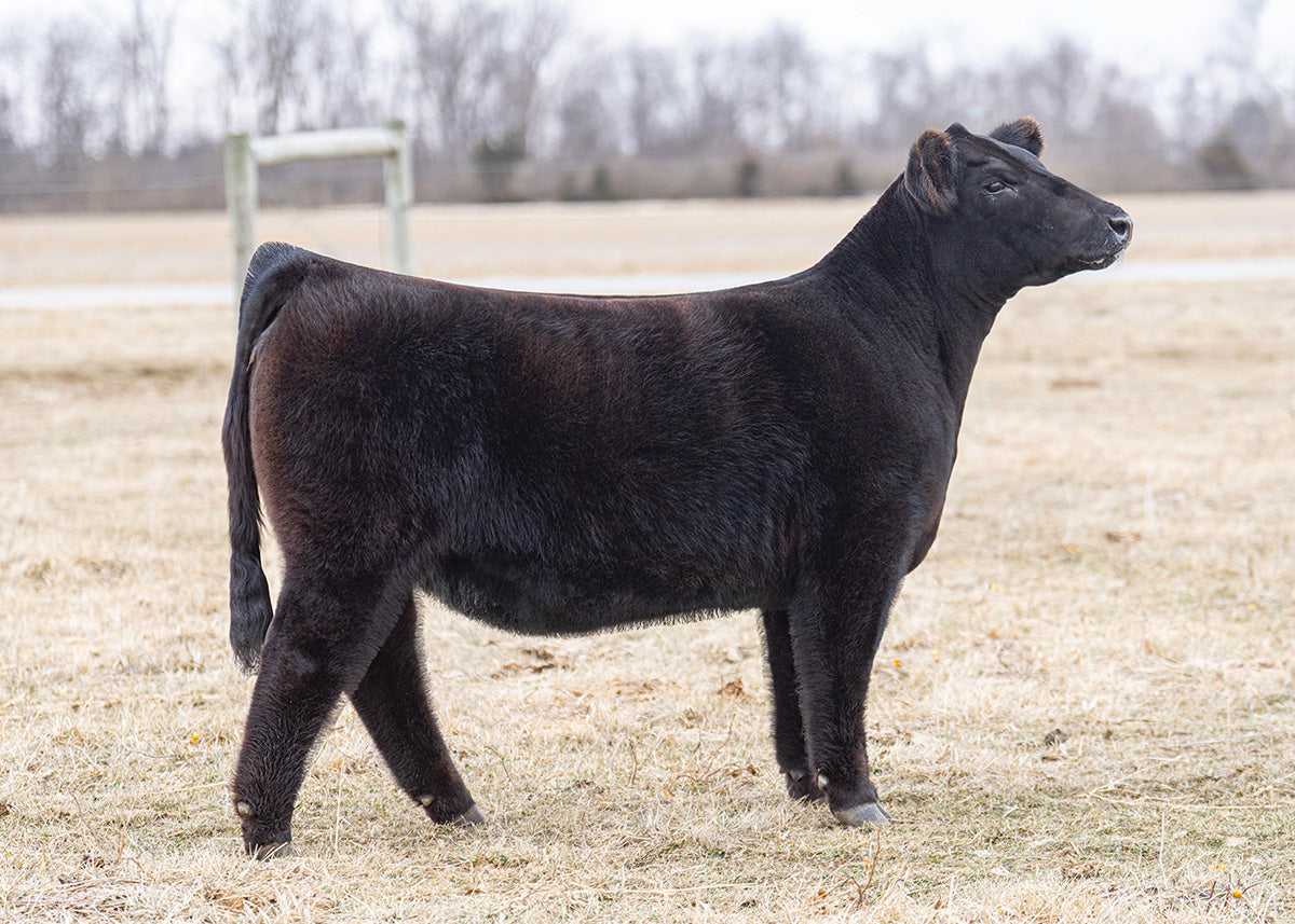 Lot 66 - FEN Samara 45N