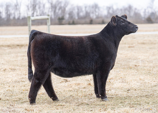 Lot 66 - FEN Samara 45N