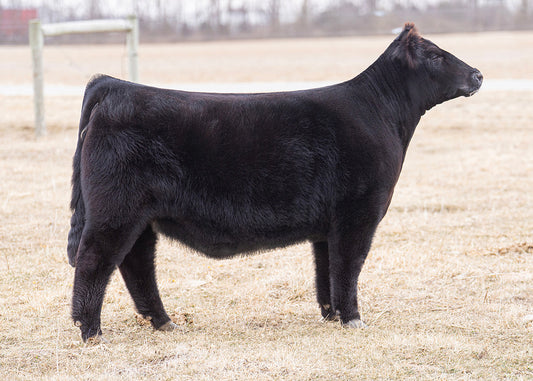 Lot 58 - FEN Mabel 28N