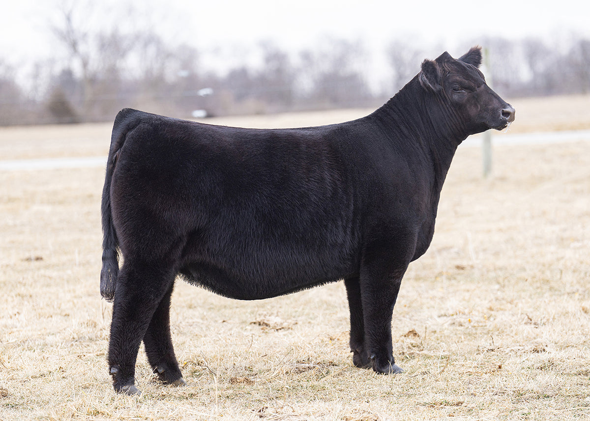Lot 60 - AMSC Katie 27N