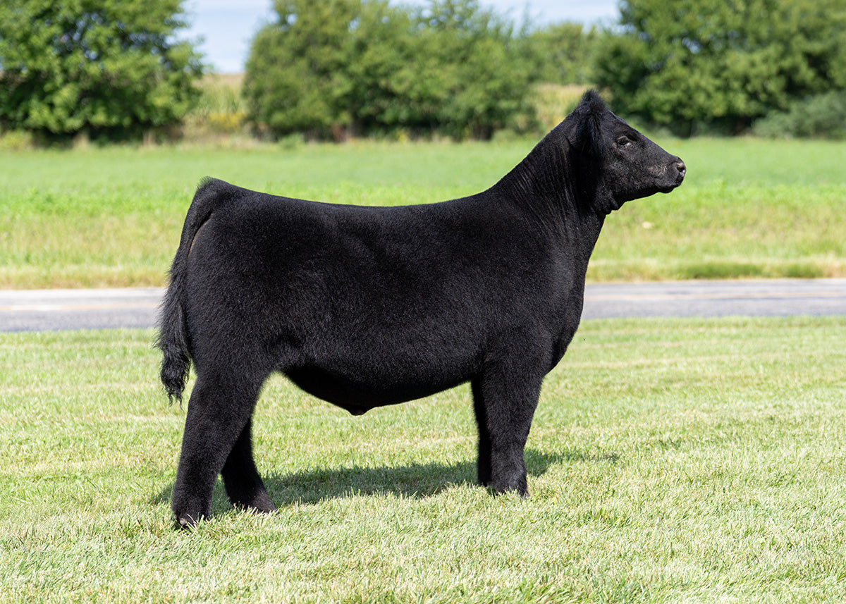 Lot 1 - HGTA x Maternal Made x Broker x Hairietta (Zelda)