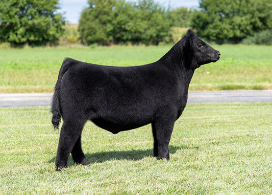 Lot 1 - HGTA x Maternal Made x Broker x Hairietta (Zelda)