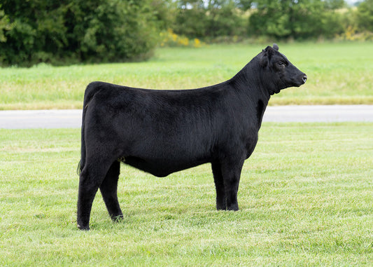 Lot 11 - Keno x BlackList x Sooner (Bella)
