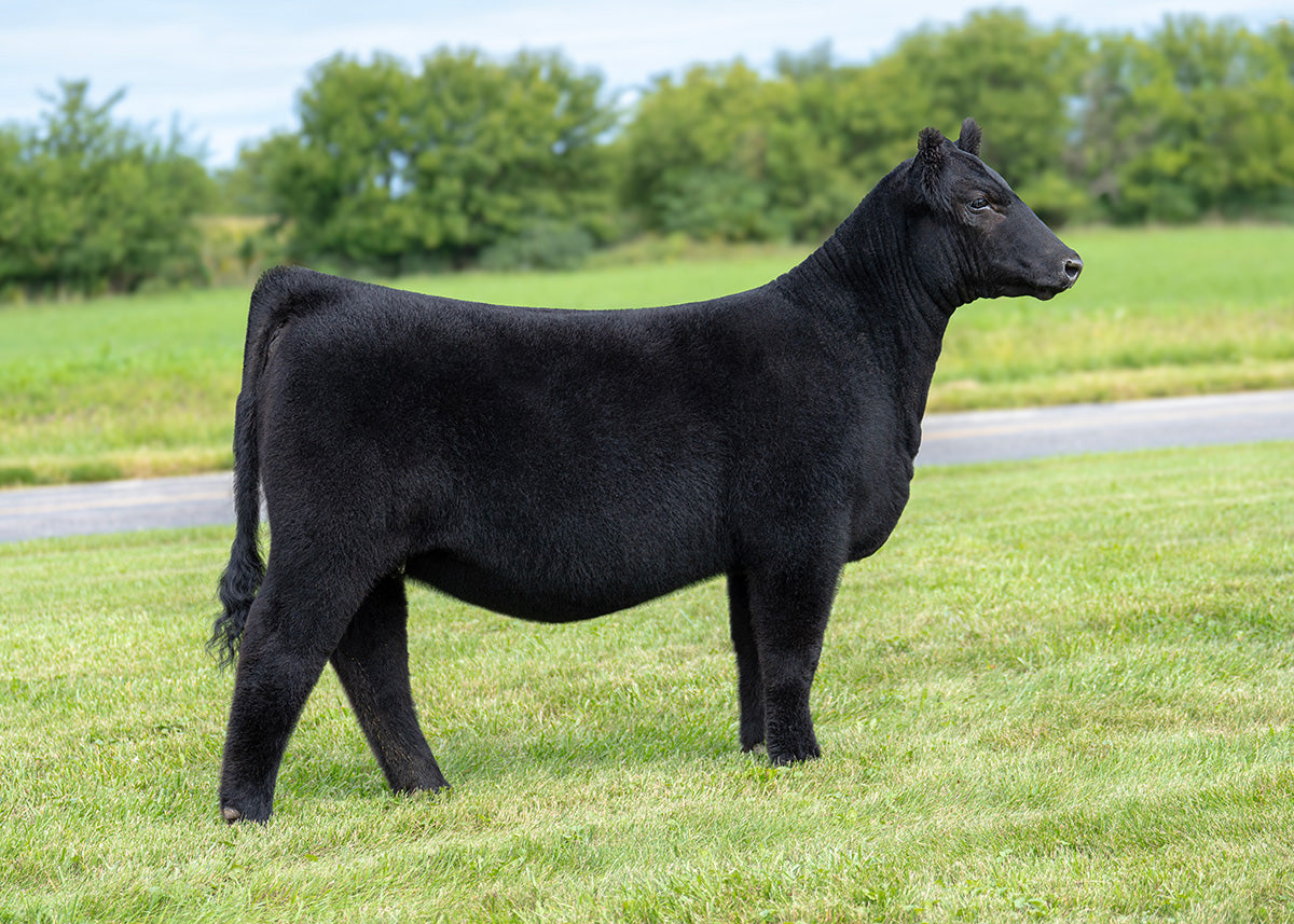 Lot 2 - Memphis Mafia x Onset (Lucy)