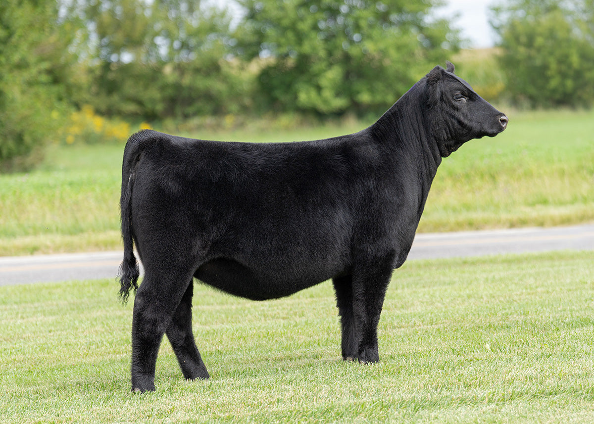 Lot 3 - A1 x Power Chip x Hara Sandy (Betty)