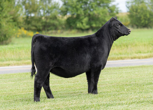 Lot 3 - A1 x Power Chip x Hara Sandy (Betty)