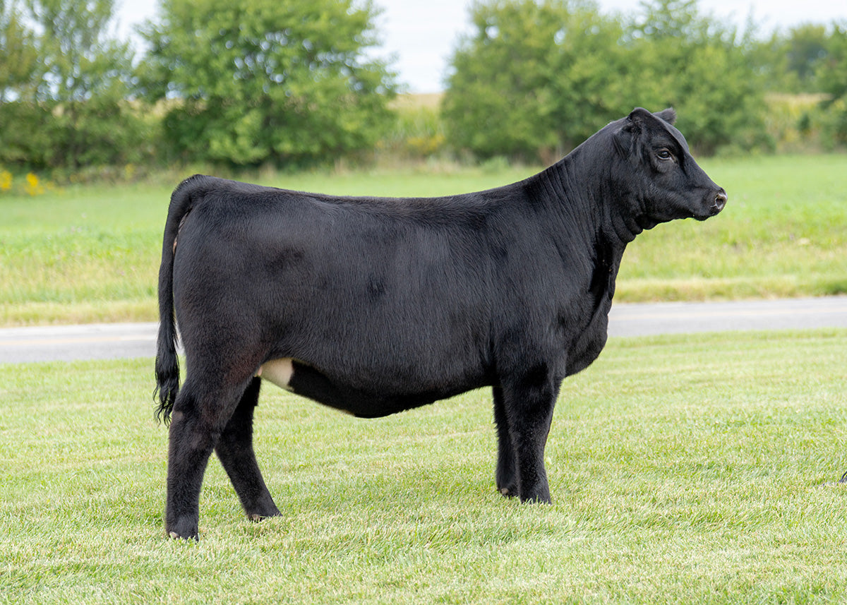 Lot 5 - Limitless x Broker x Hairietta (Zinnia)