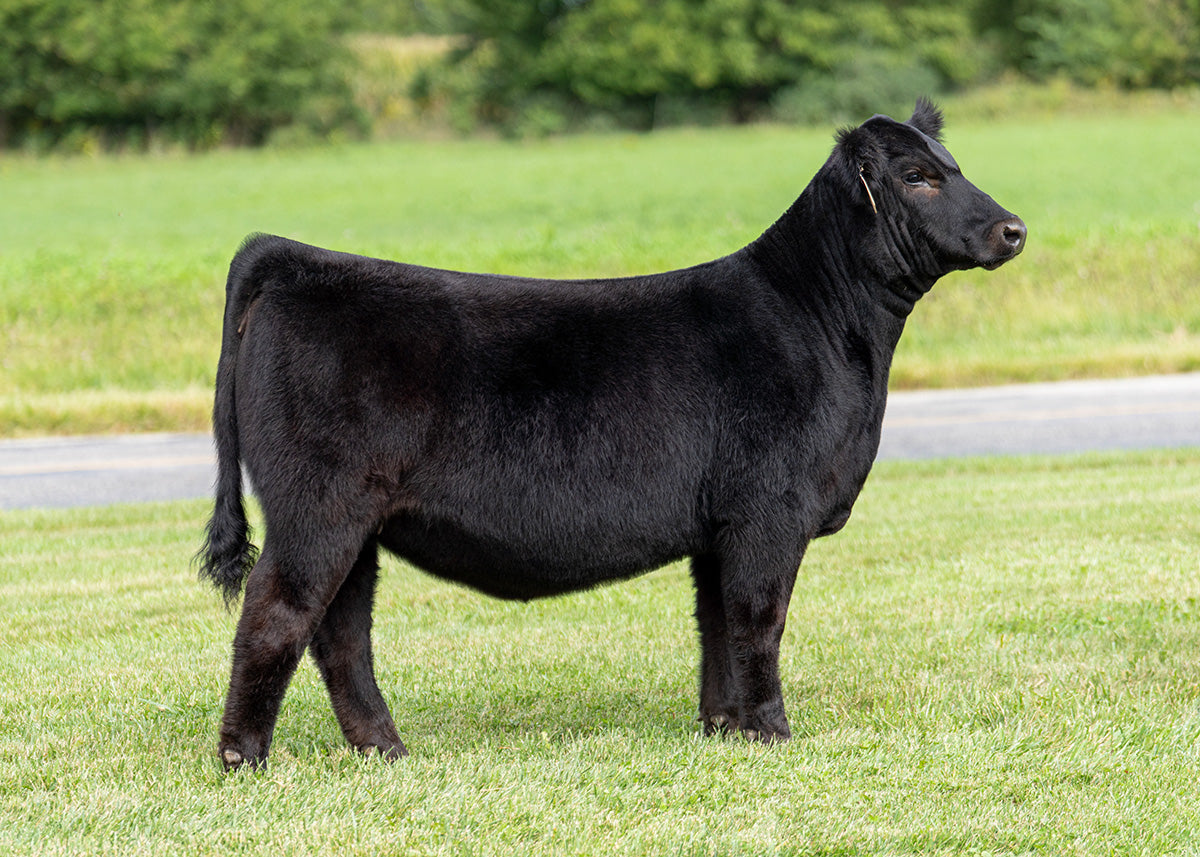 Lot 6 - Livin' The Dream x SAM x Broker x Hairietta (Sammy)