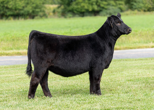 Lot 6 - Livin' The Dream x SAM x Broker x Hairietta (Sammy)