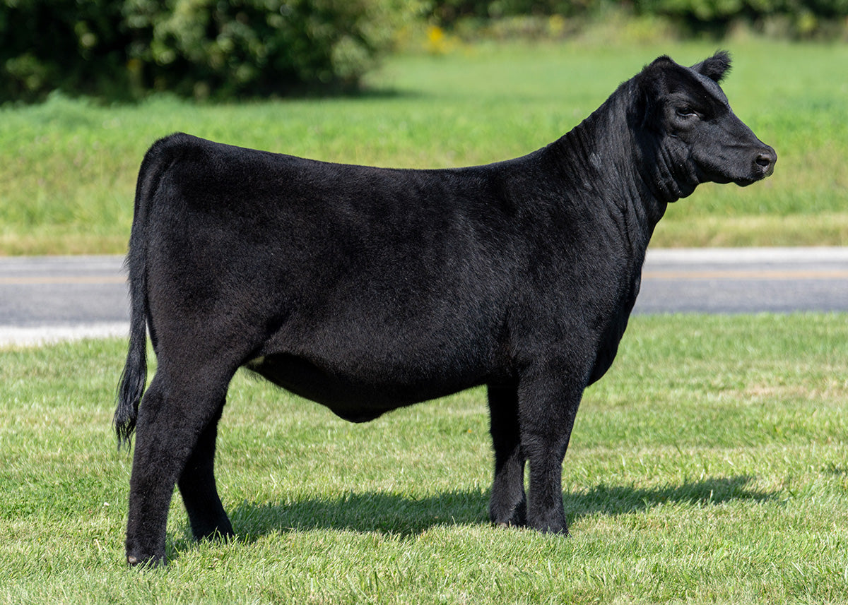 Lot 7 - Gronc x Primo x Annie Lu