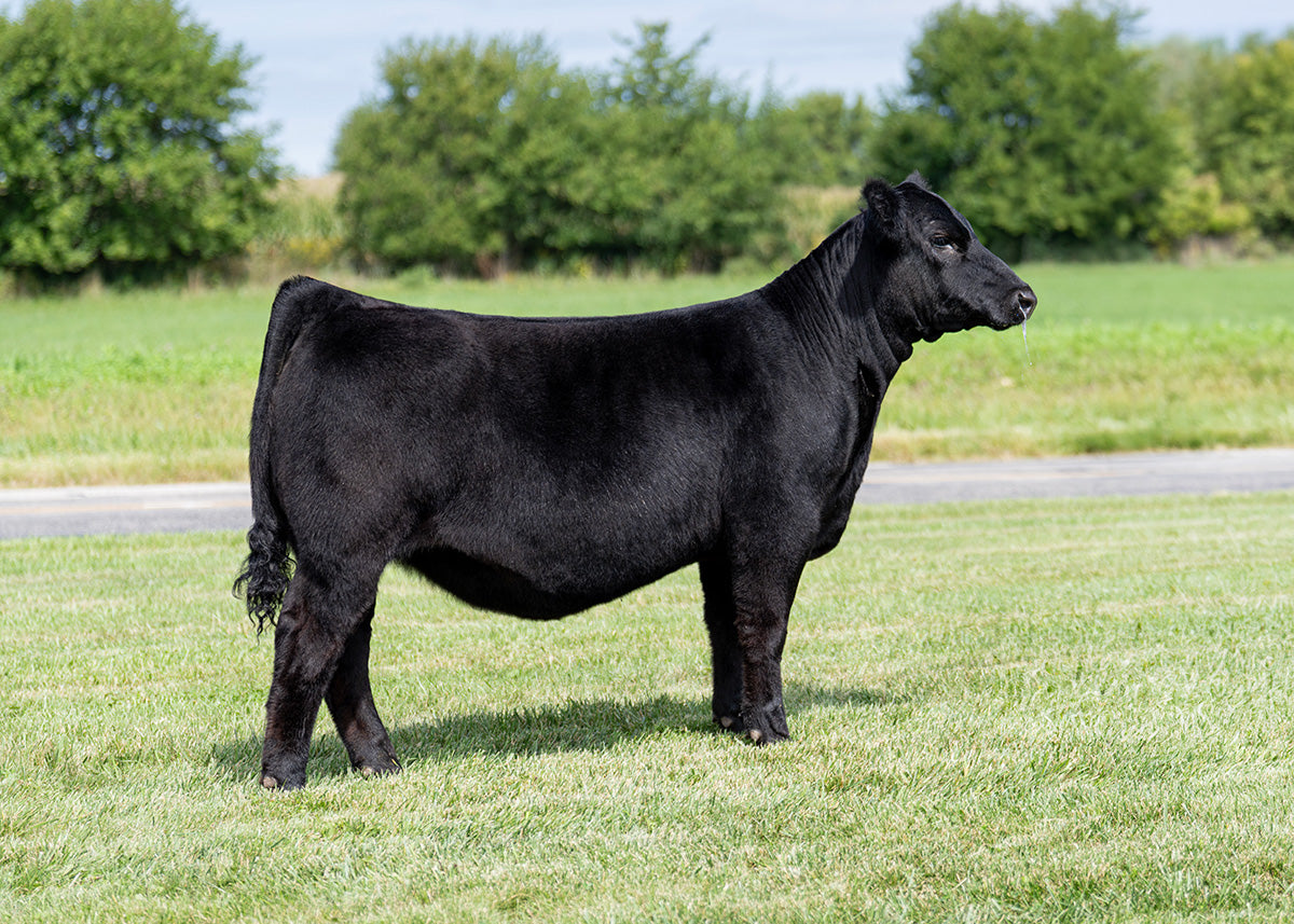 Lot 8 - Livin' The Dream x Hara's Princess 34E (Zinnia)