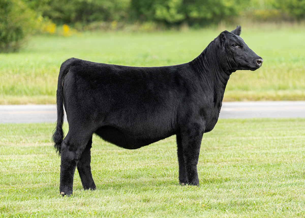 Lot 9 - Memphis Mafia x Hara's Princess 34E (Zinnia)